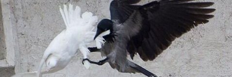 Ferran Caballero banner