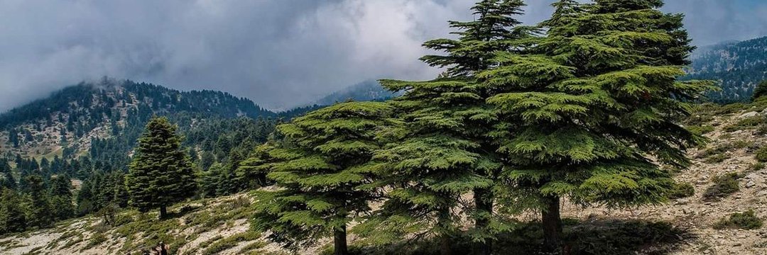 salam_c's profile banner image