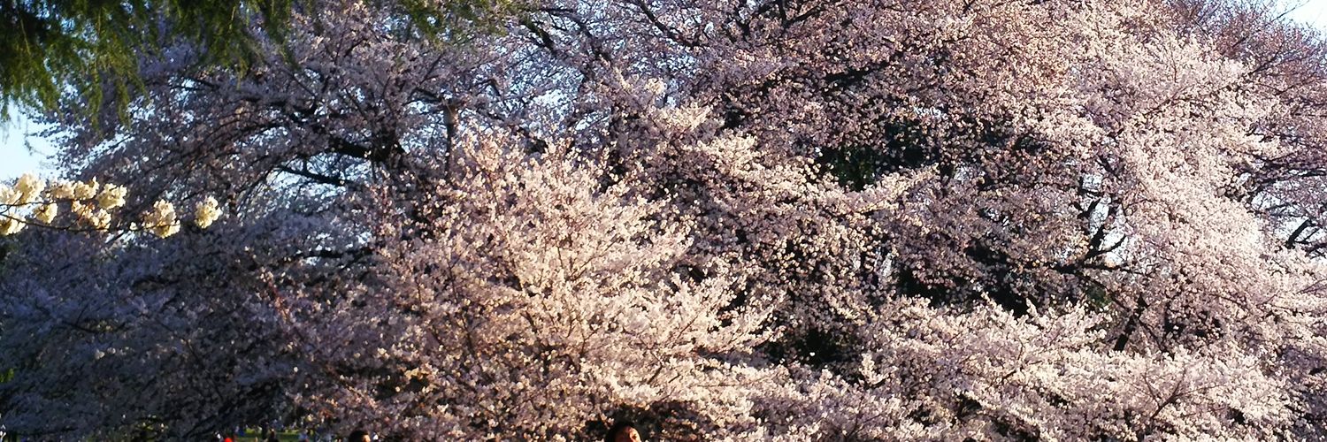 lionmayu's profile banner image