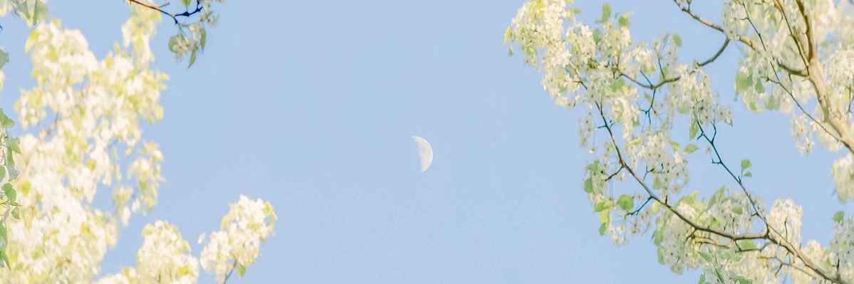 morganlaube's profile banner image