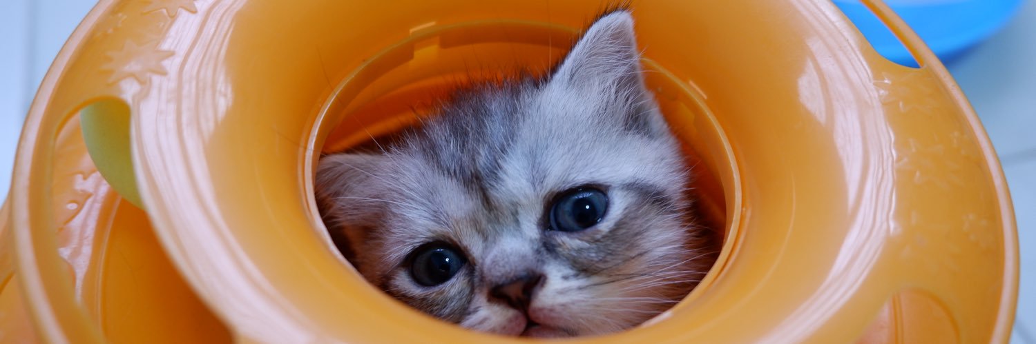 MimewzZ's profile banner image