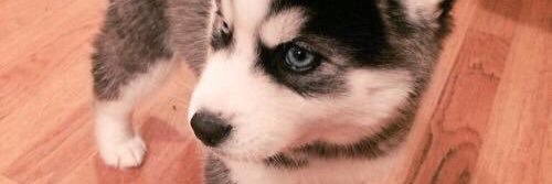 BestOfPups's profile banner image