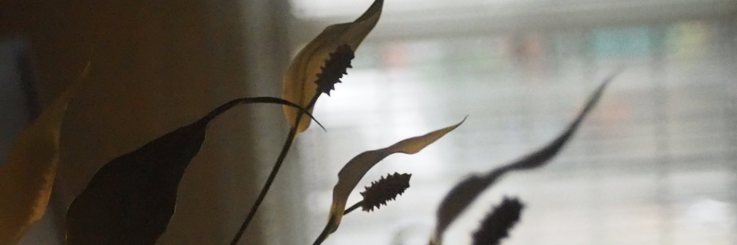 shashanoid's profile banner image