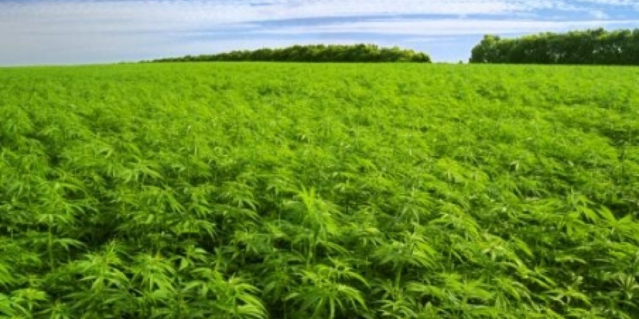 StonerNewspaper's profile banner image