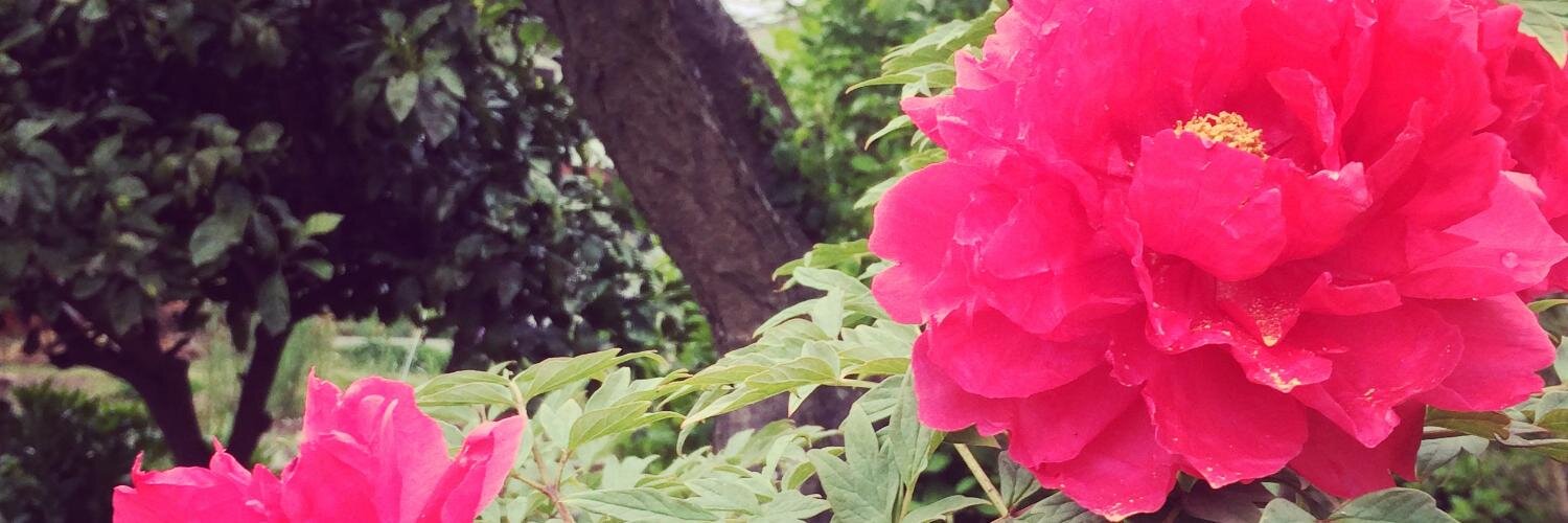 yachika_'s profile banner image