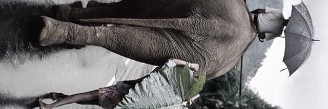 AmberBoony's profile banner image