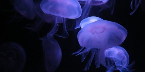 ervinautm's profile banner image