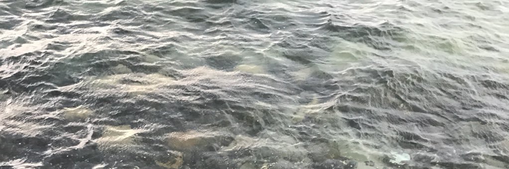 Jort banner