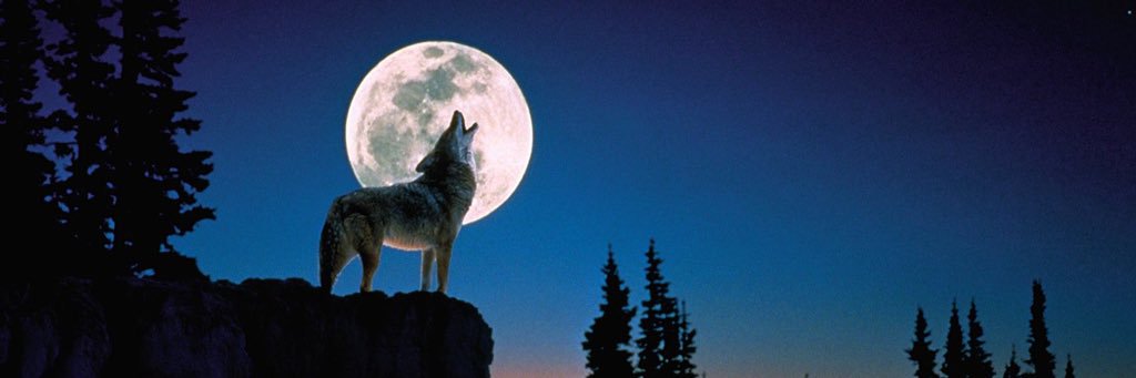 Wolfpackfan910's profile banner image