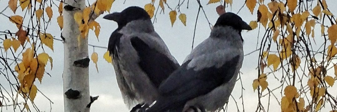 Postman Pechkin banner