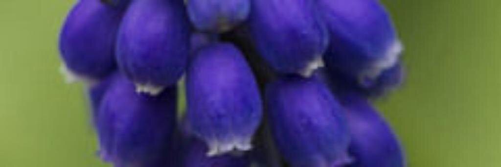 Marenarmonia's profile banner image