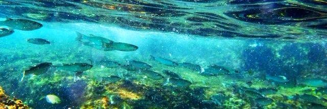 Carles Bona Casas banner