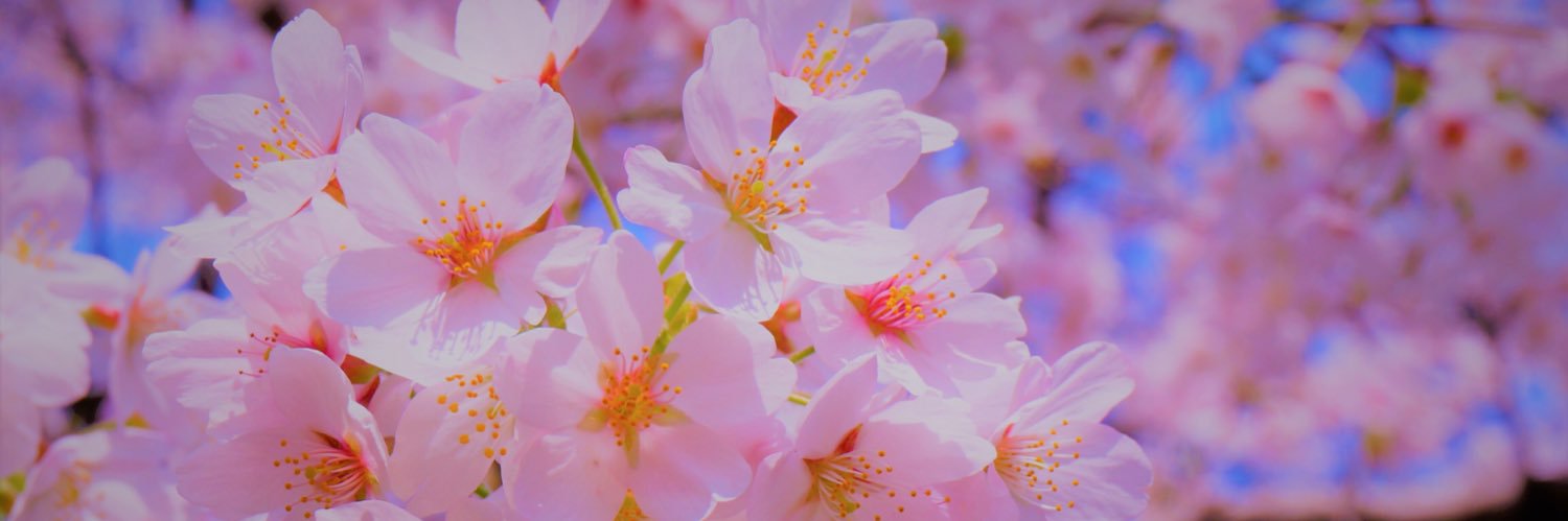 saika0911's profile banner image