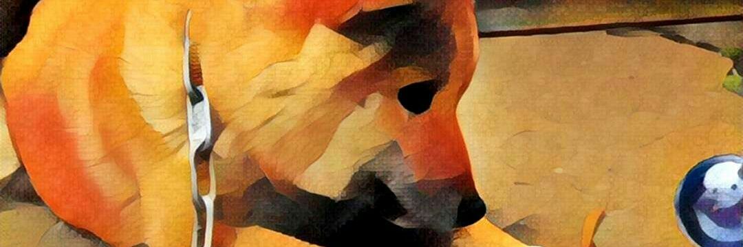 chiesupo's profile banner image