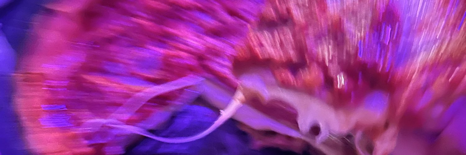 chonomichl8's profile banner image