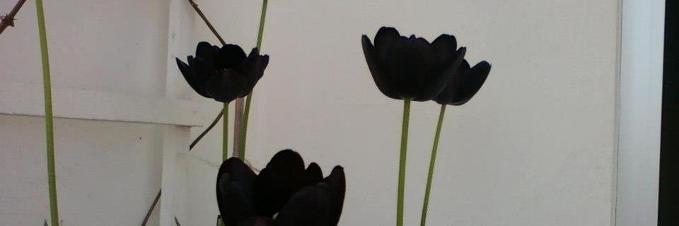 GeorgiaMegli's profile banner image