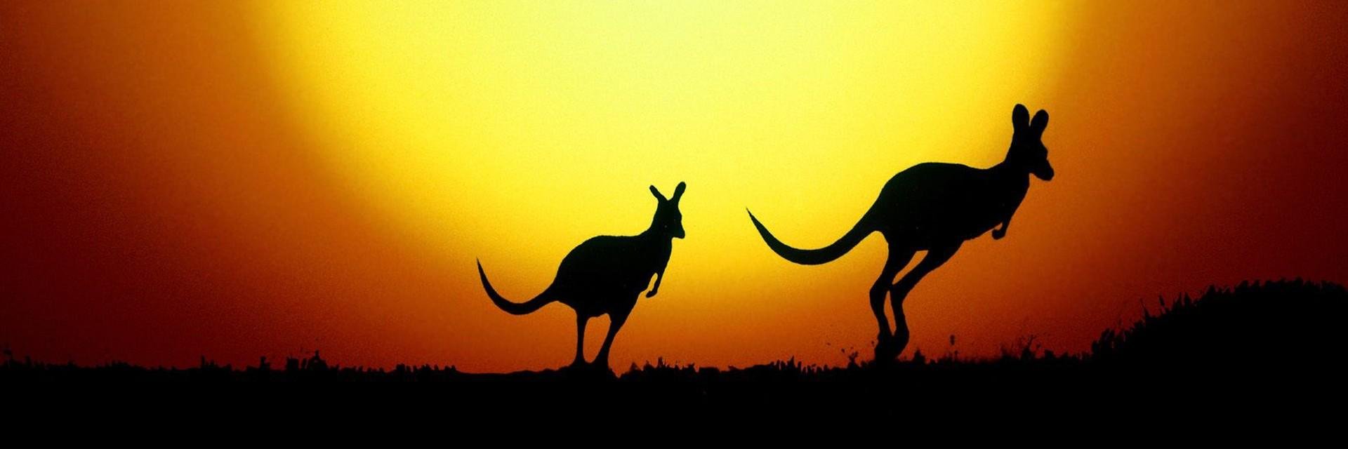 tuitAustralia's profile banner image