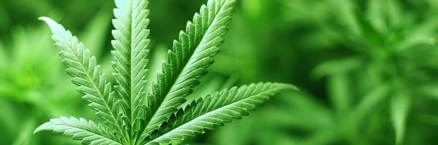 ML Green World banner