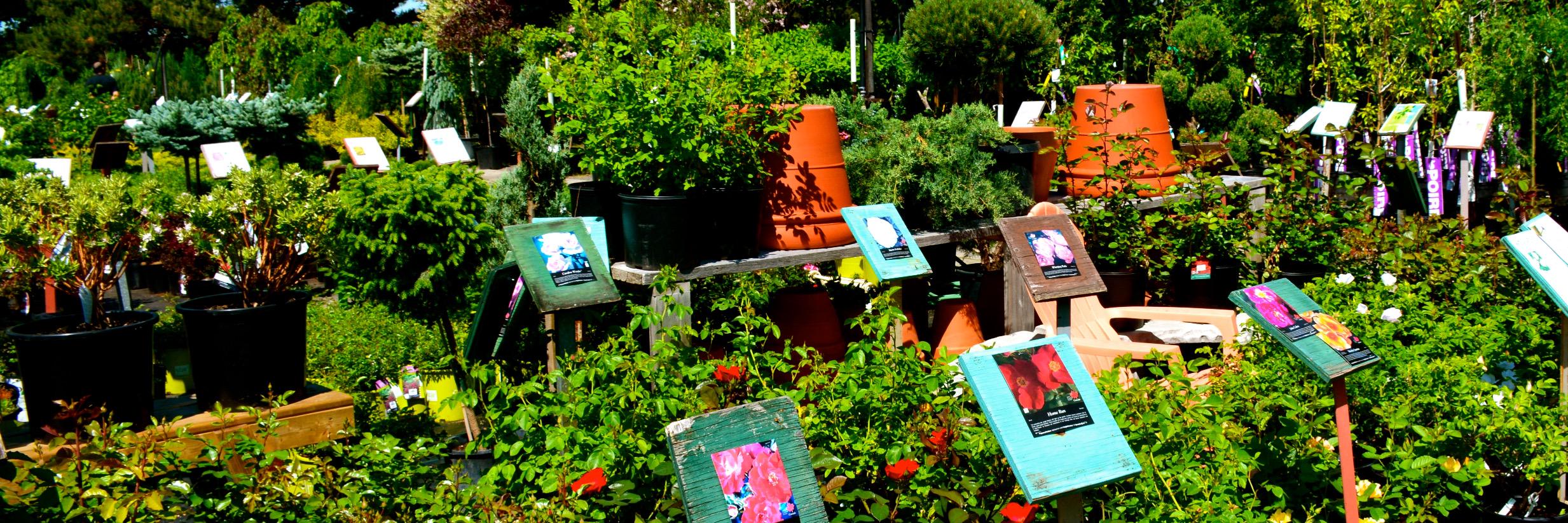 P Knippel Garden Ctr (@KnippelNursery) / Posts / X