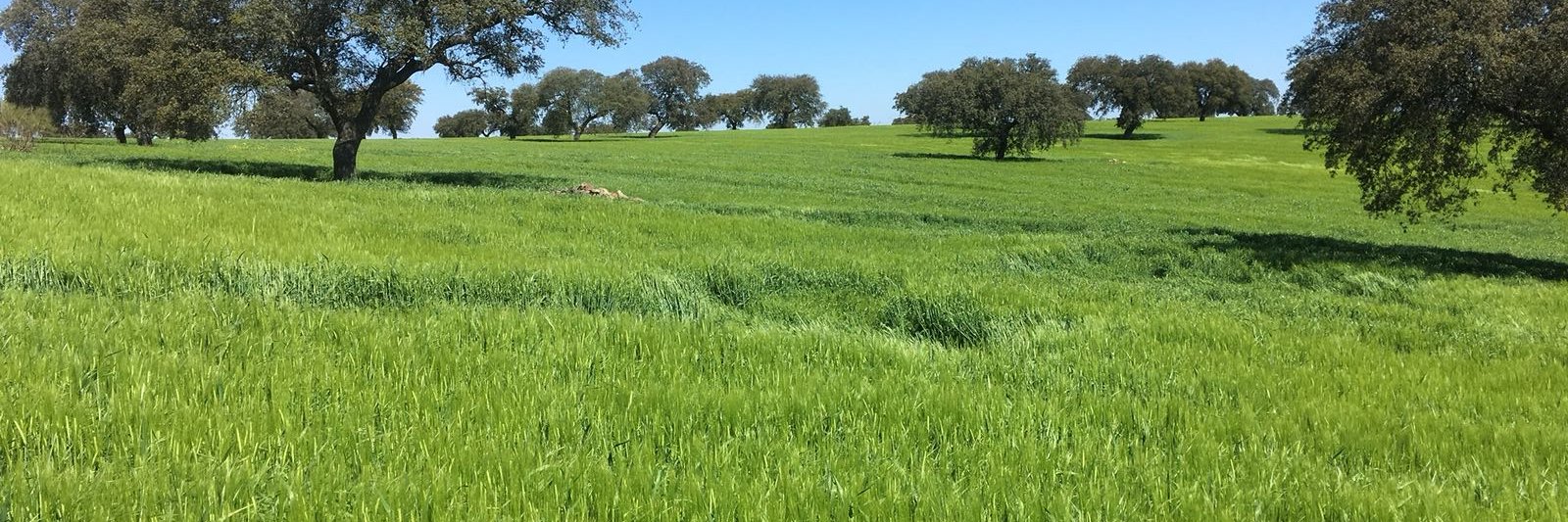 Seneca Green Agro banner