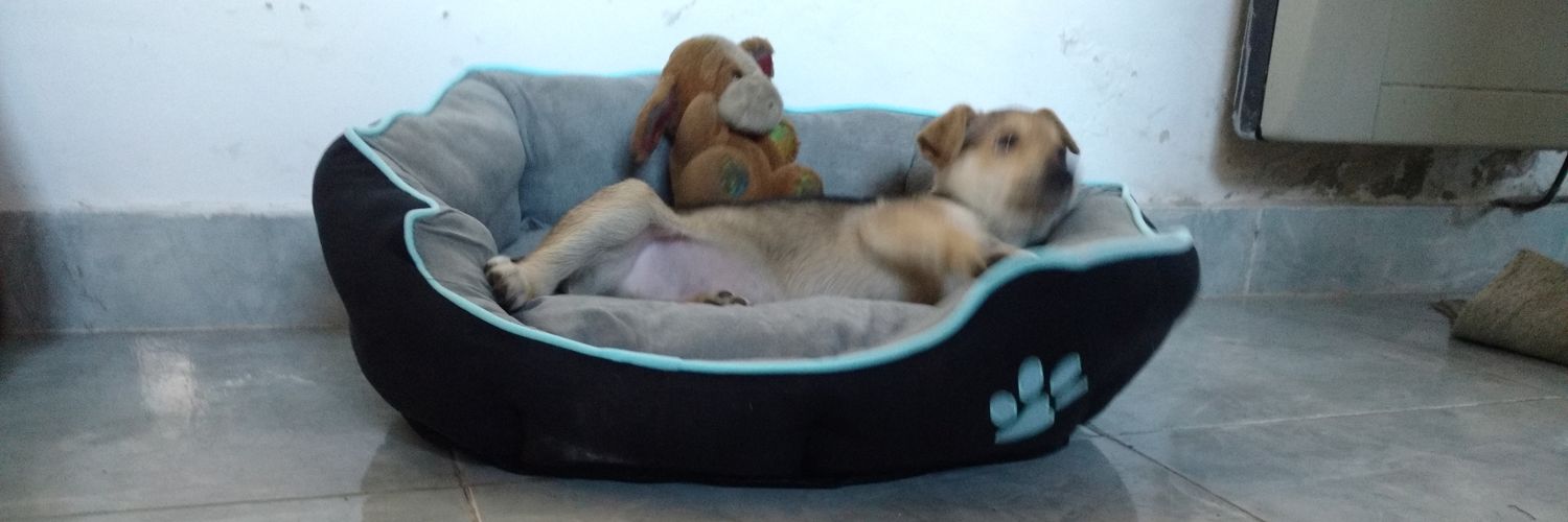 sergio spalla banner