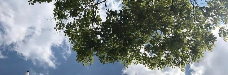 tocghs's profile banner image