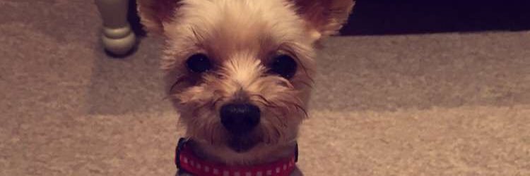 VictoriaJones96's profile banner image