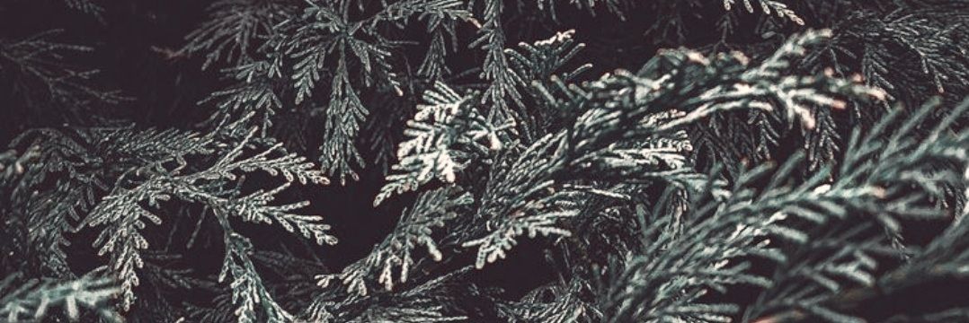 GinSexsmith's profile banner image