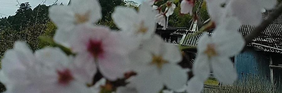Rin🌸 banner