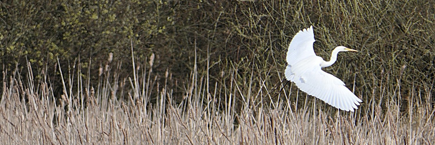 𝓡𝓮𝓿𝓭 𝓓𝓪𝓿𝓲𝓭 𝓐𝓽𝓴𝓲𝓷𝓼𝓸𝓷 banner