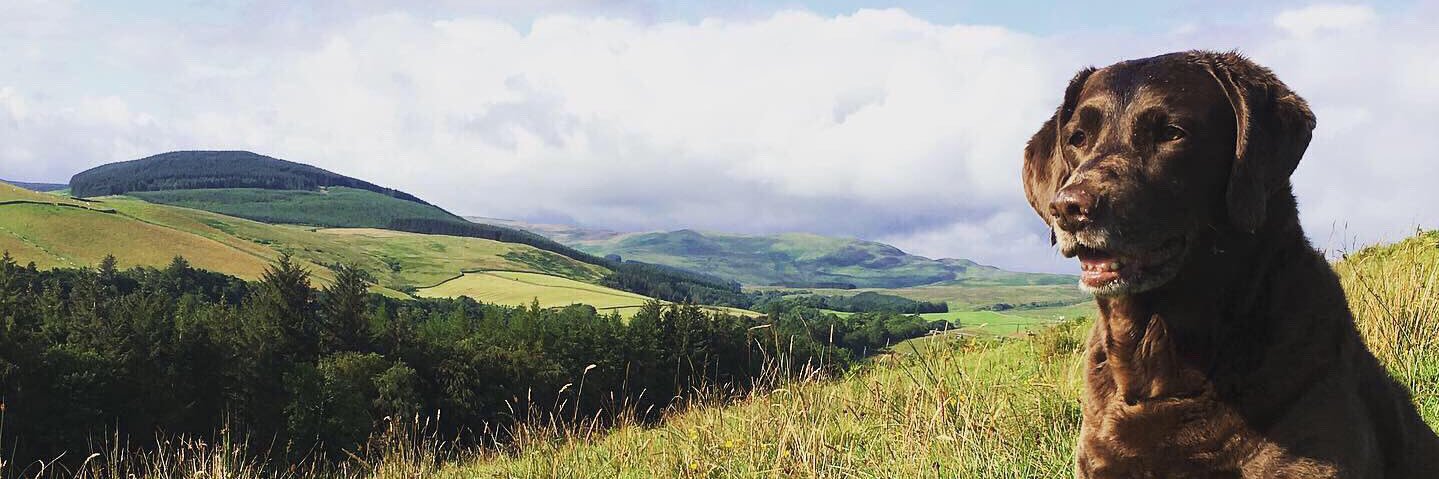 Felicity Marshall banner