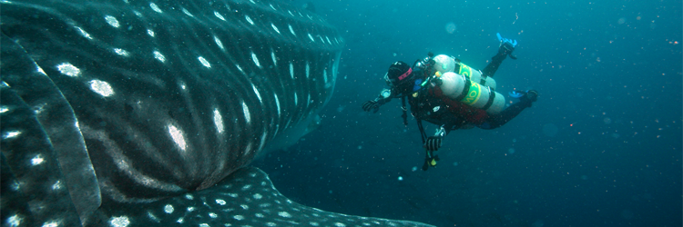 MEXICODIVING's profile banner image