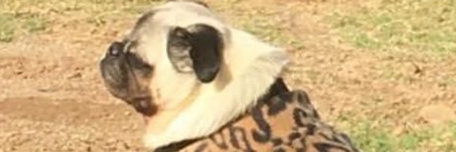 crypto_bushcat's profile banner image