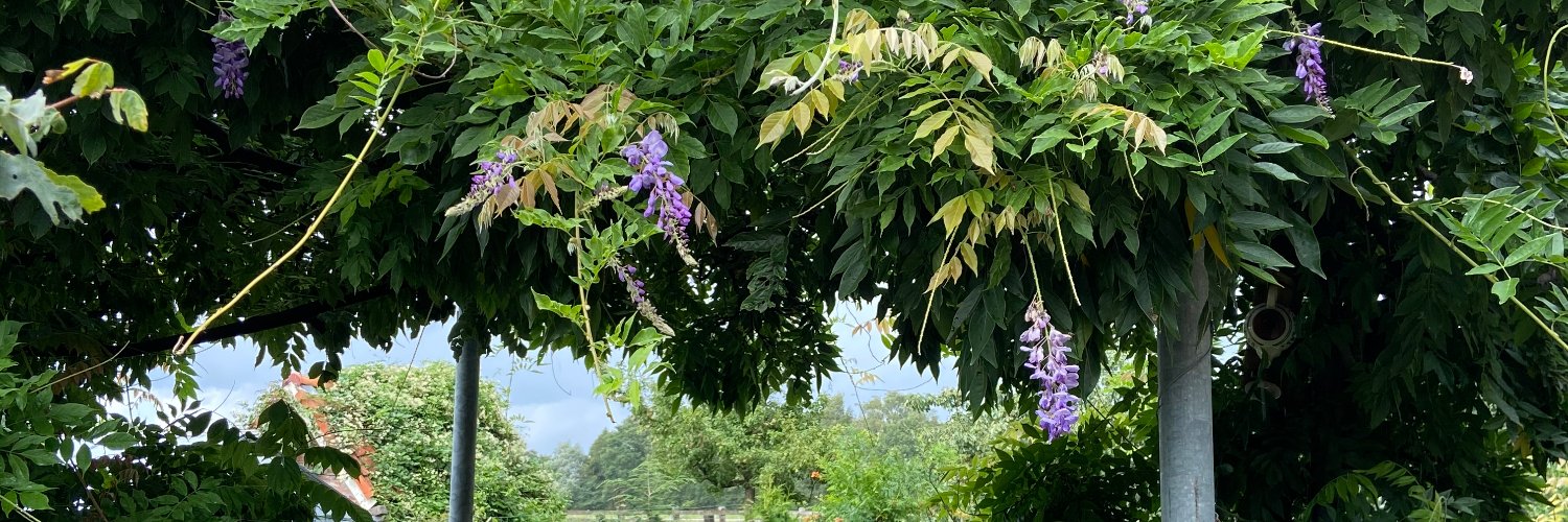 Inge Wallage 🧞‍♀️ banner