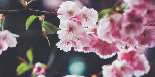 xfabienneeee_'s profile banner image