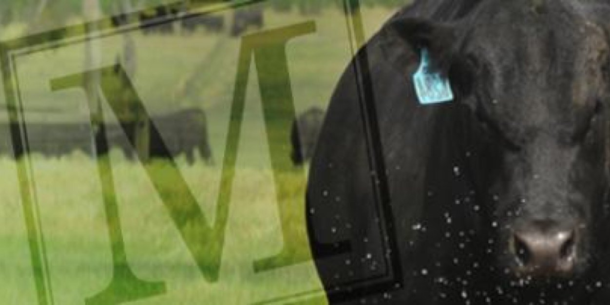 Pathfinder Angus banner