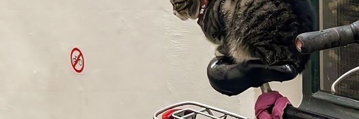 𝓜𝒶𝓋𝒾𝓈 banner