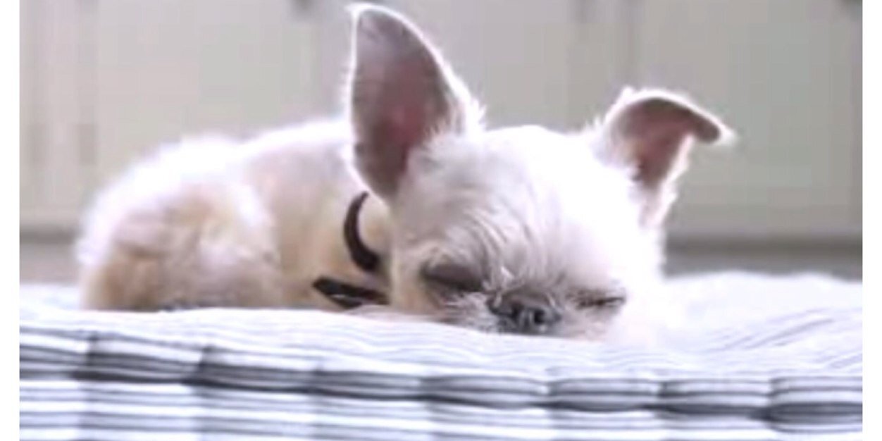 OwenTheGriff's profile banner image