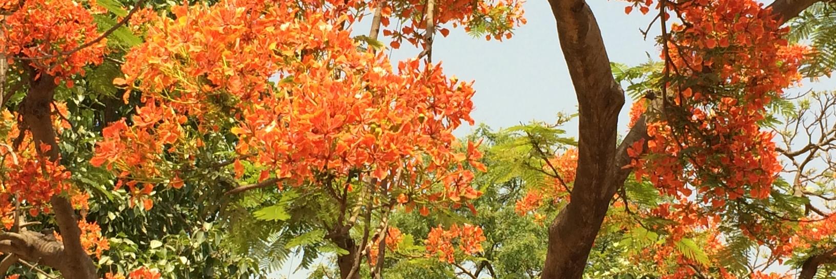 sanjeev1's profile banner image