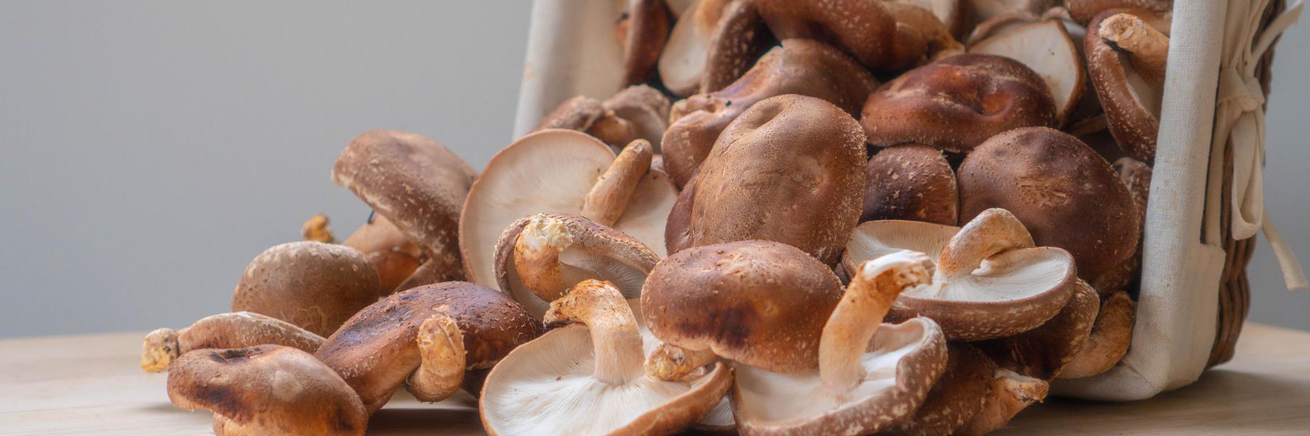 everymushroom's profile banner image