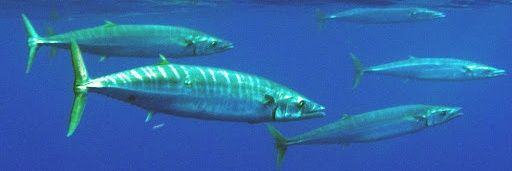 Kemp Honeycutt banner