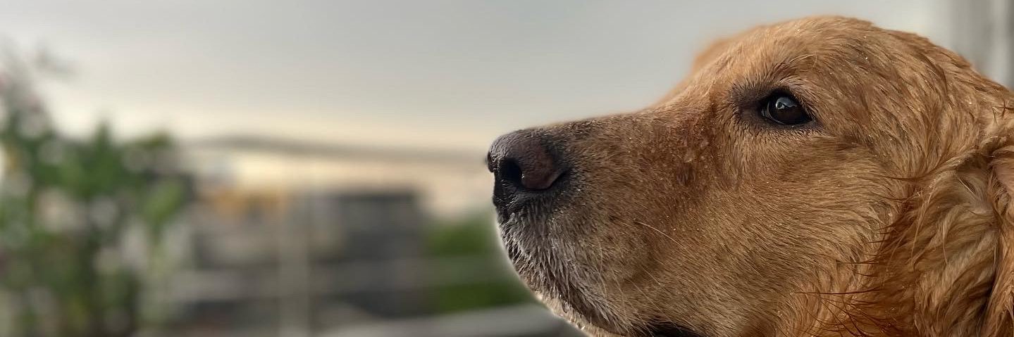 peerzadaifti's profile banner image
