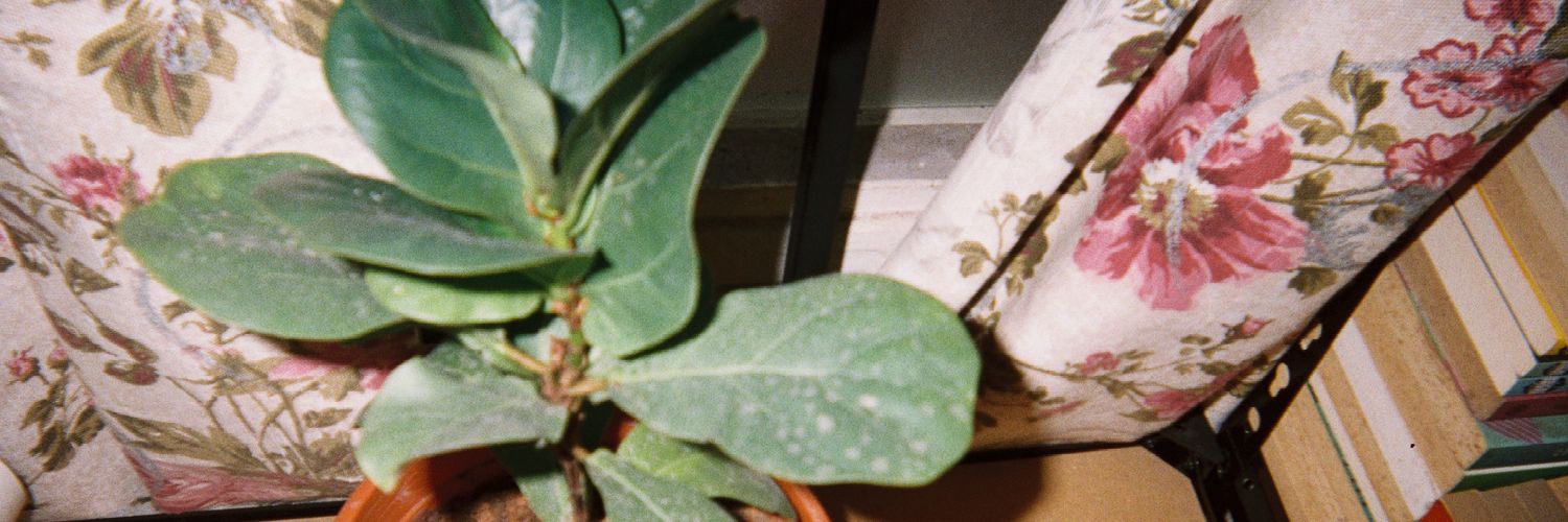 nmhrldba's profile banner image