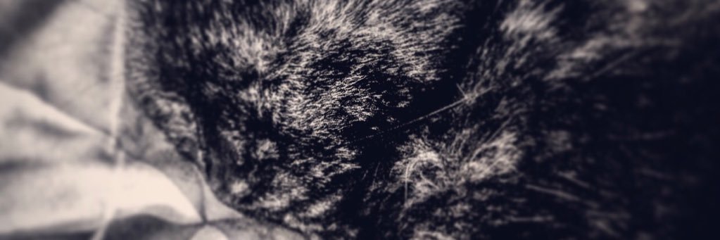 MadamMuck's profile banner image