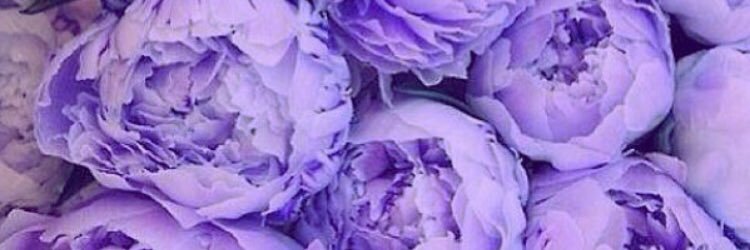 Hayley Dutch banner