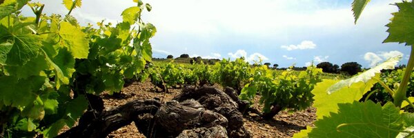 Julien Miquel #Wine Profile Banner