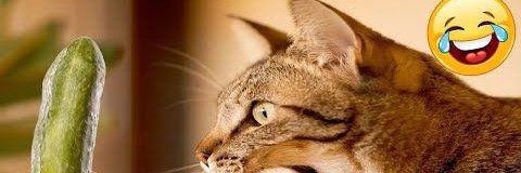 chorraschorras's profile banner image