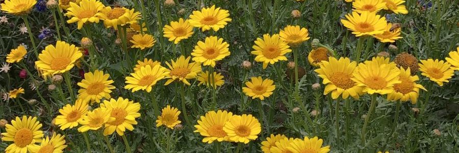 Debra Brunner banner