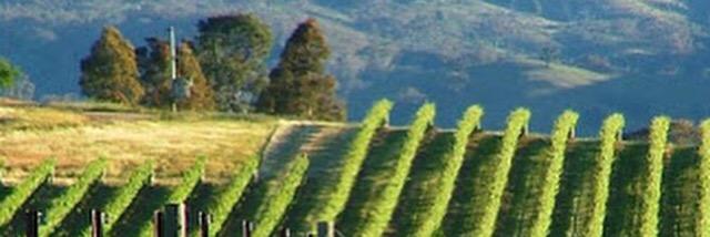 Shiraz Guru banner