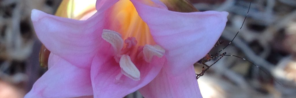 Mary-Pat Stein ‍🌈🔬🦜🏳️‍🌈🐐 banner